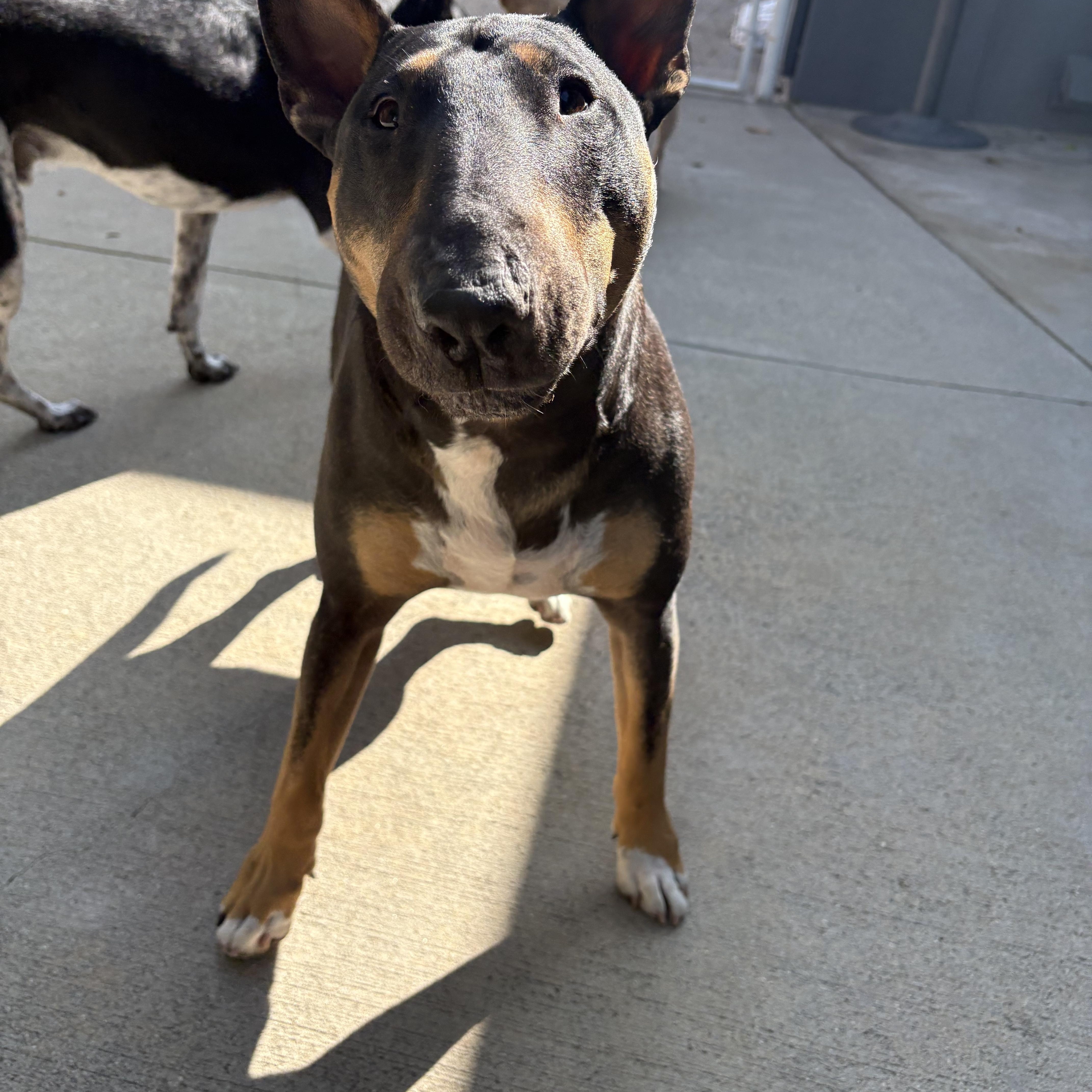 Rico Suave, a Adoptable Bull Terrier in Henderson, NV image 3/3