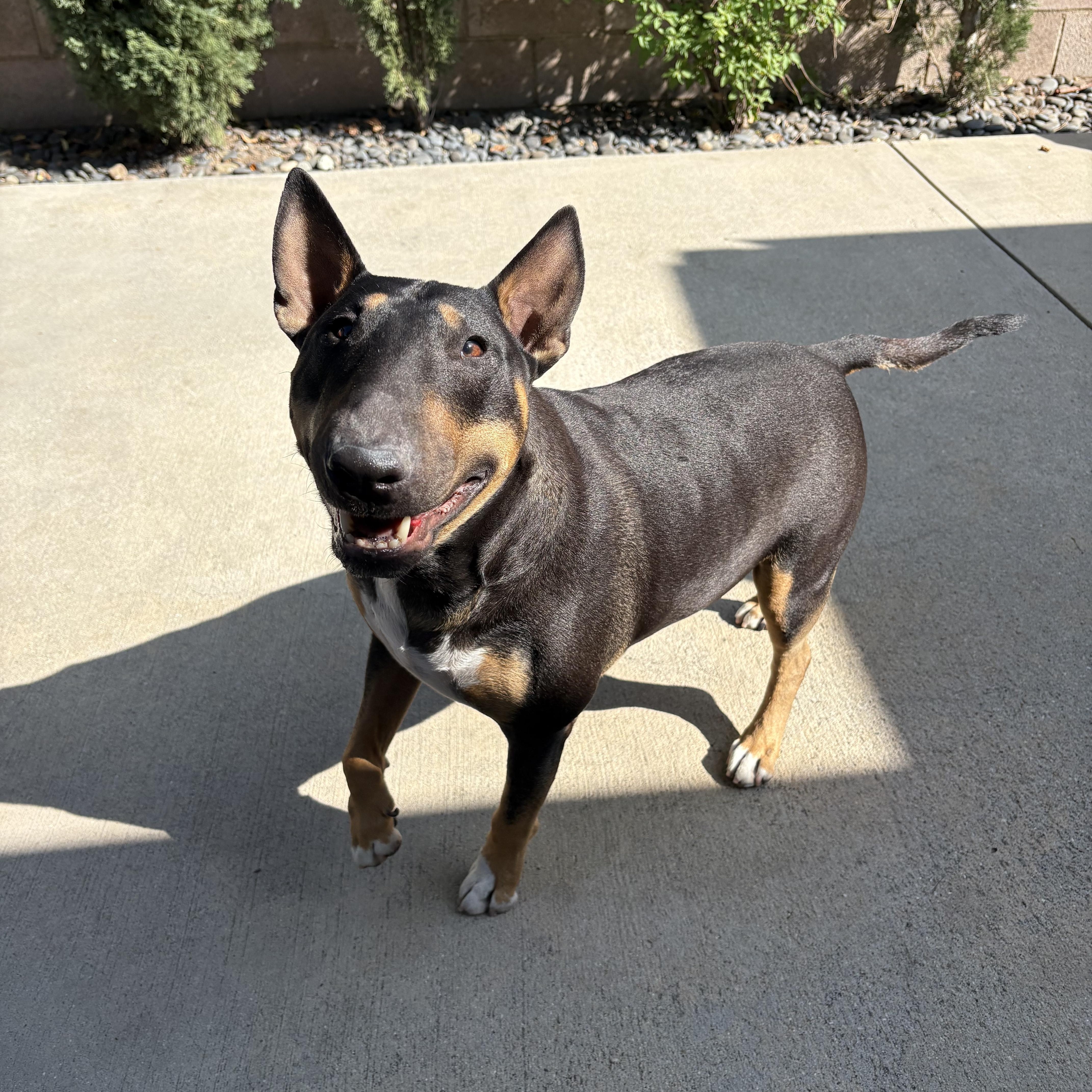 Rico Suave, a Adoptable Bull Terrier in Henderson, NV image 2/3