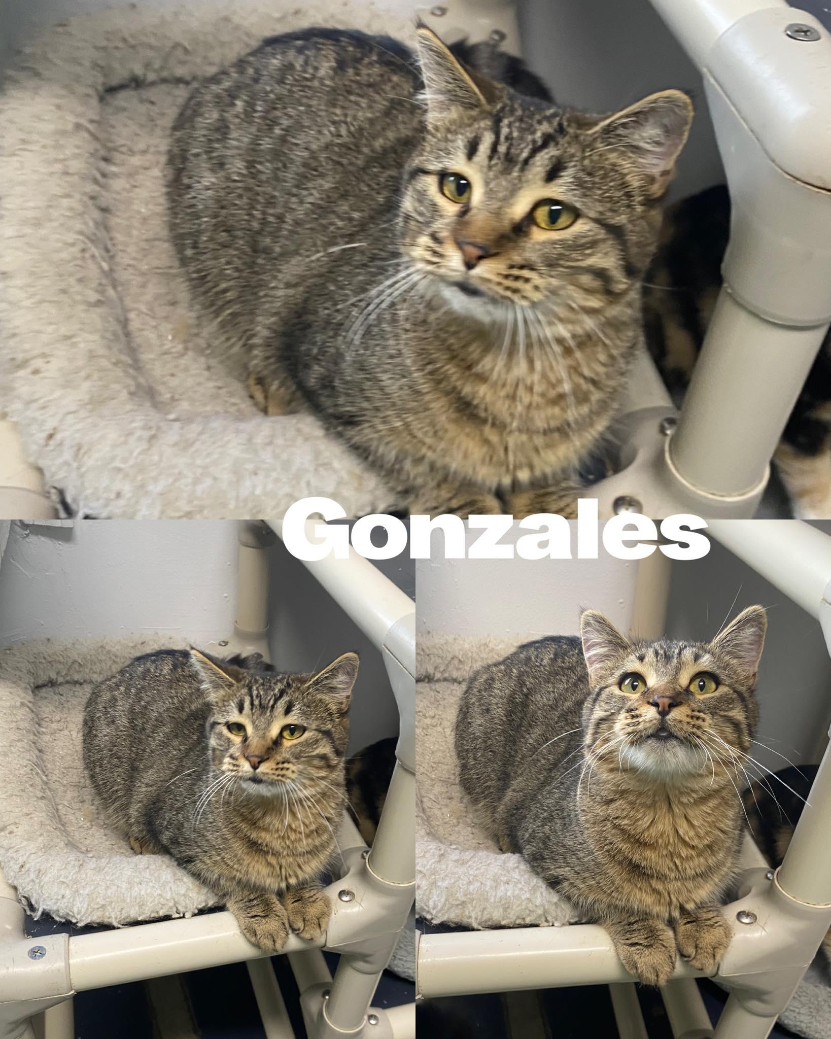 Gonzales, Adoptable, Kitten Male Domestic Medium Hair.