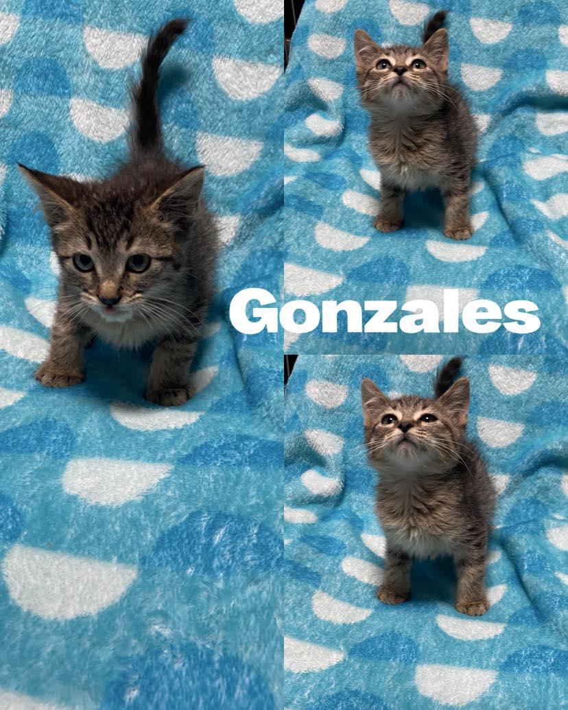 Gonzales, a Adoptable Domestic Medium Hair in Saint James, MO image 4/4
