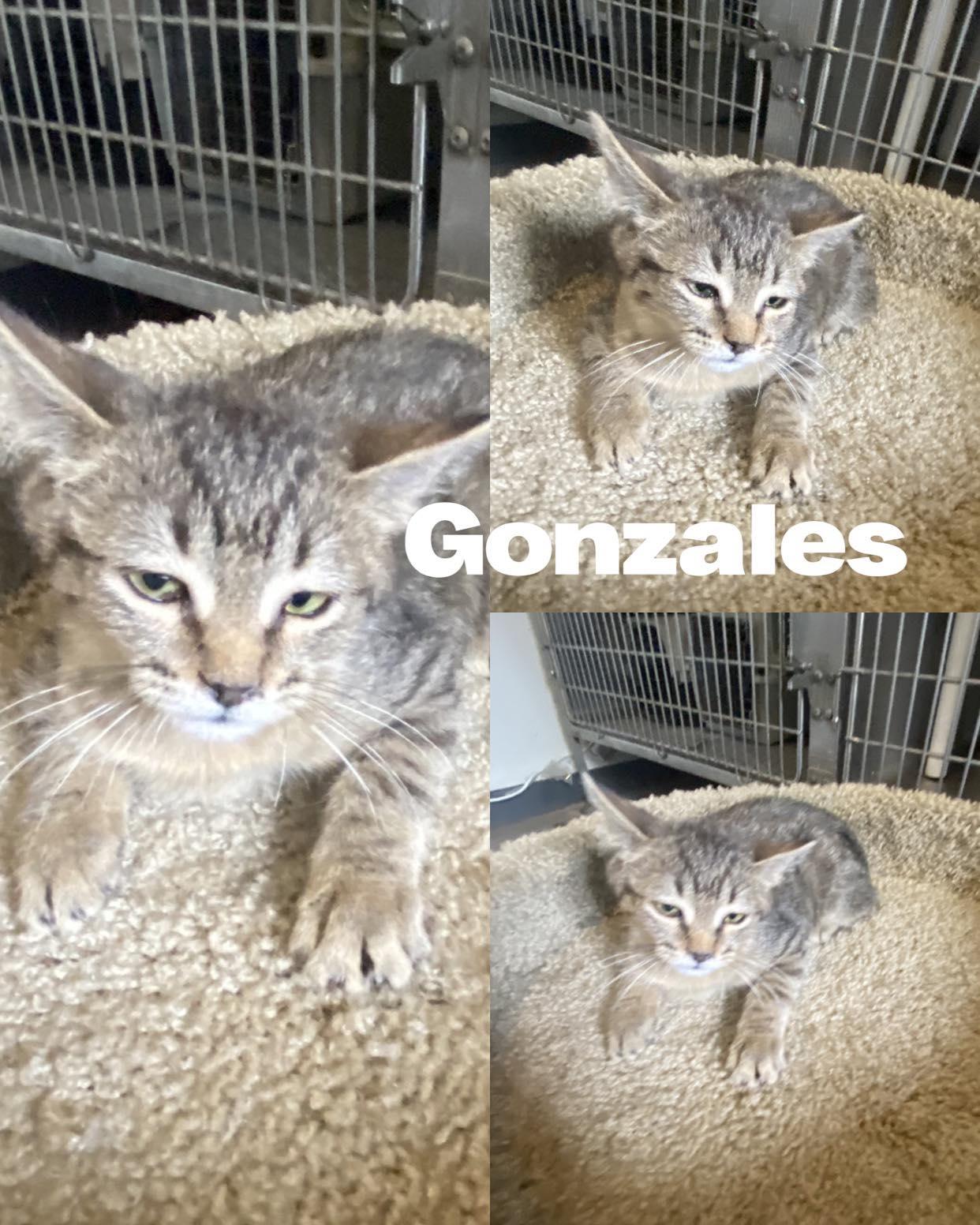 Gonzales, a Adoptable Domestic Medium Hair in Saint James, MO image 3/4