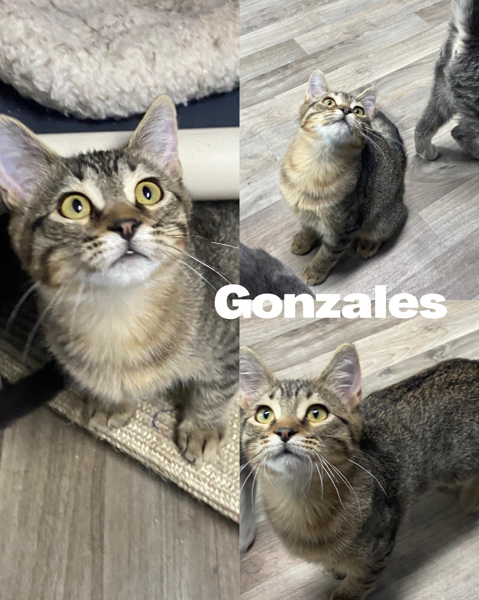 Gonzales, a Adoptable Domestic Medium Hair in Saint James, MO image 2/4