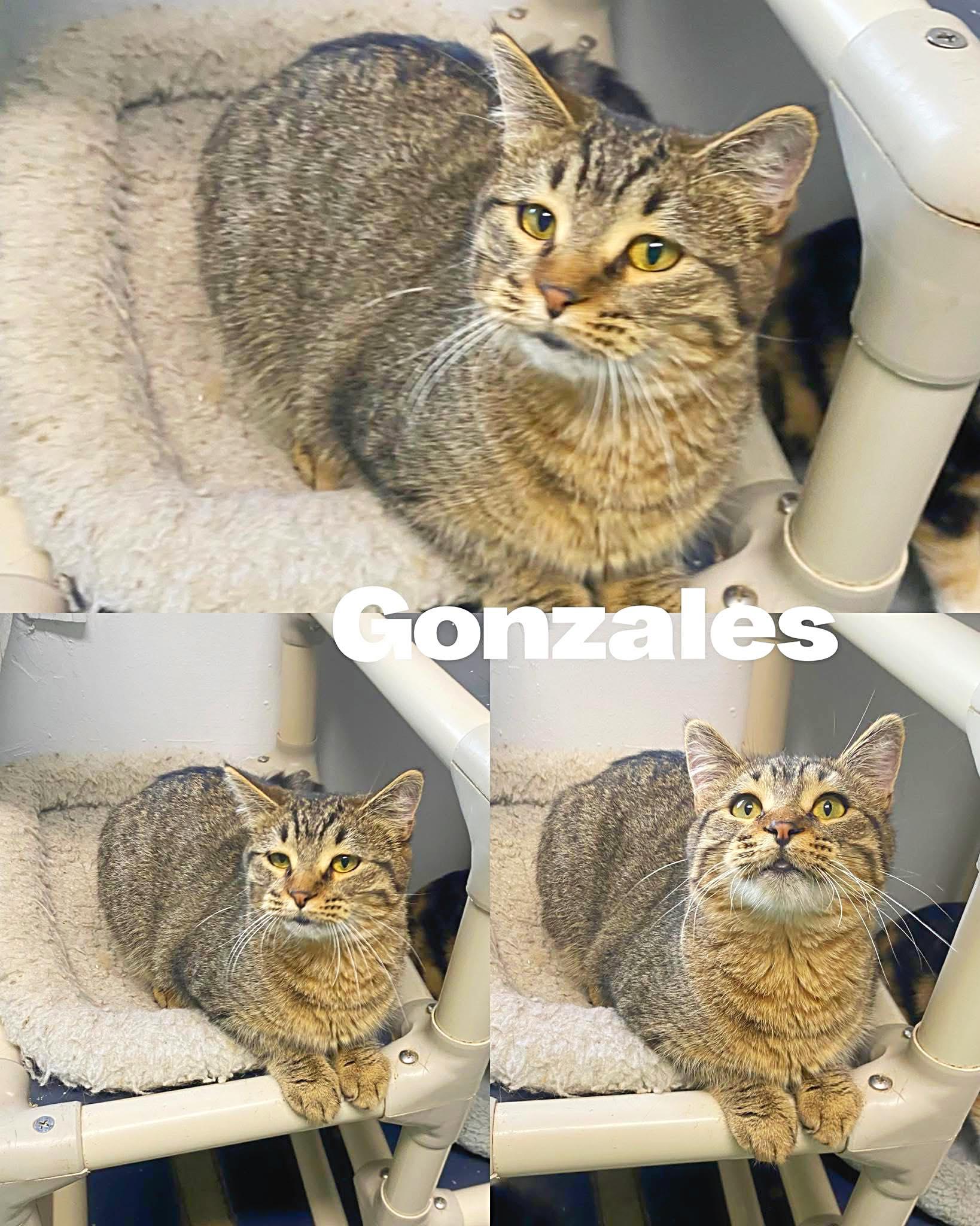 Enlarge Gonzales, a Adoptable Domestic Medium Hair in Saint James, MO image 1/5