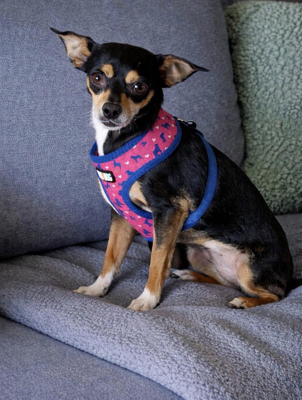 Enlarge Rosie, a Adoptable Chihuahua in Polson, MT image 1/1