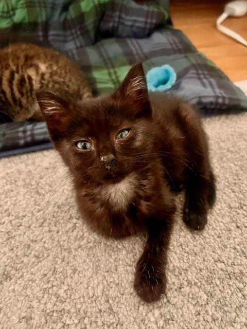 Ziggy