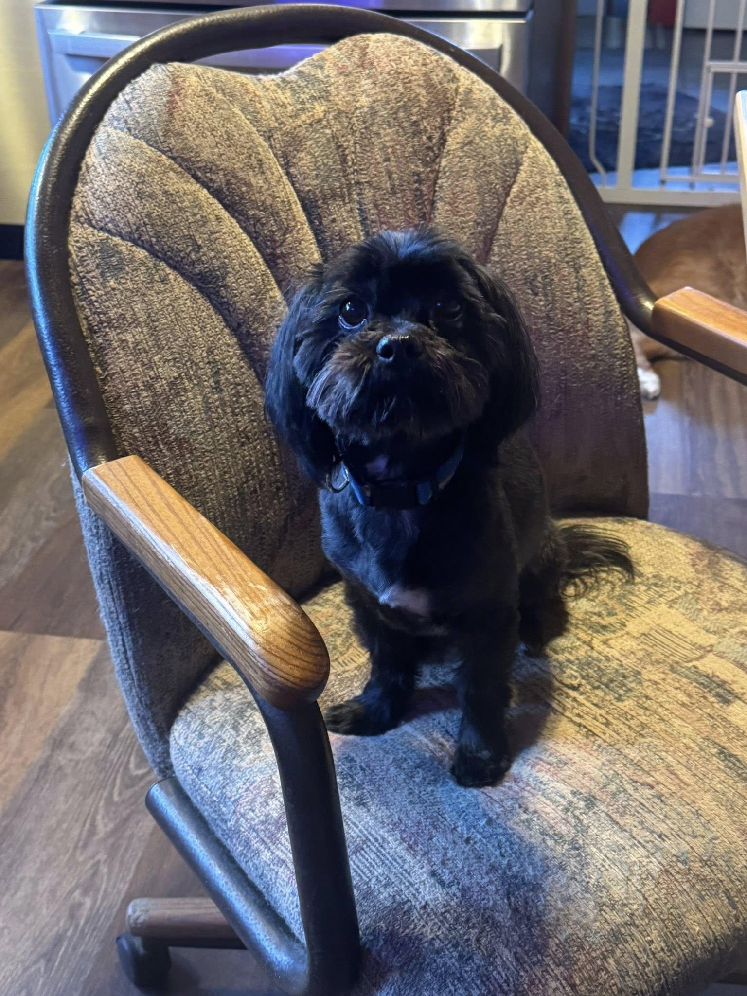 Enlarge Gus, a ADOPTABLE mixed breed in Decorah, IA image 4/5