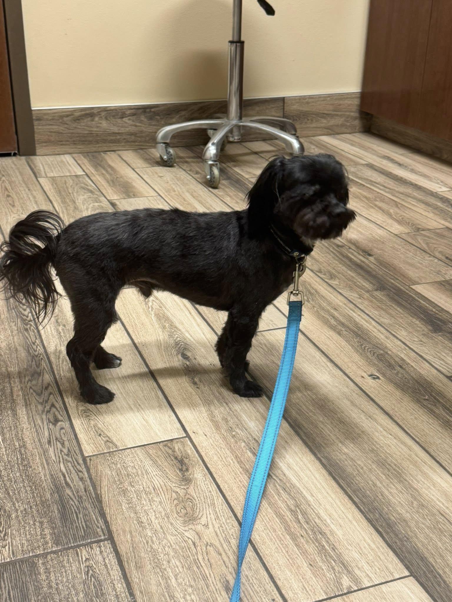 Enlarge Gus, a ADOPTABLE mixed breed in Decorah, IA image 3/5