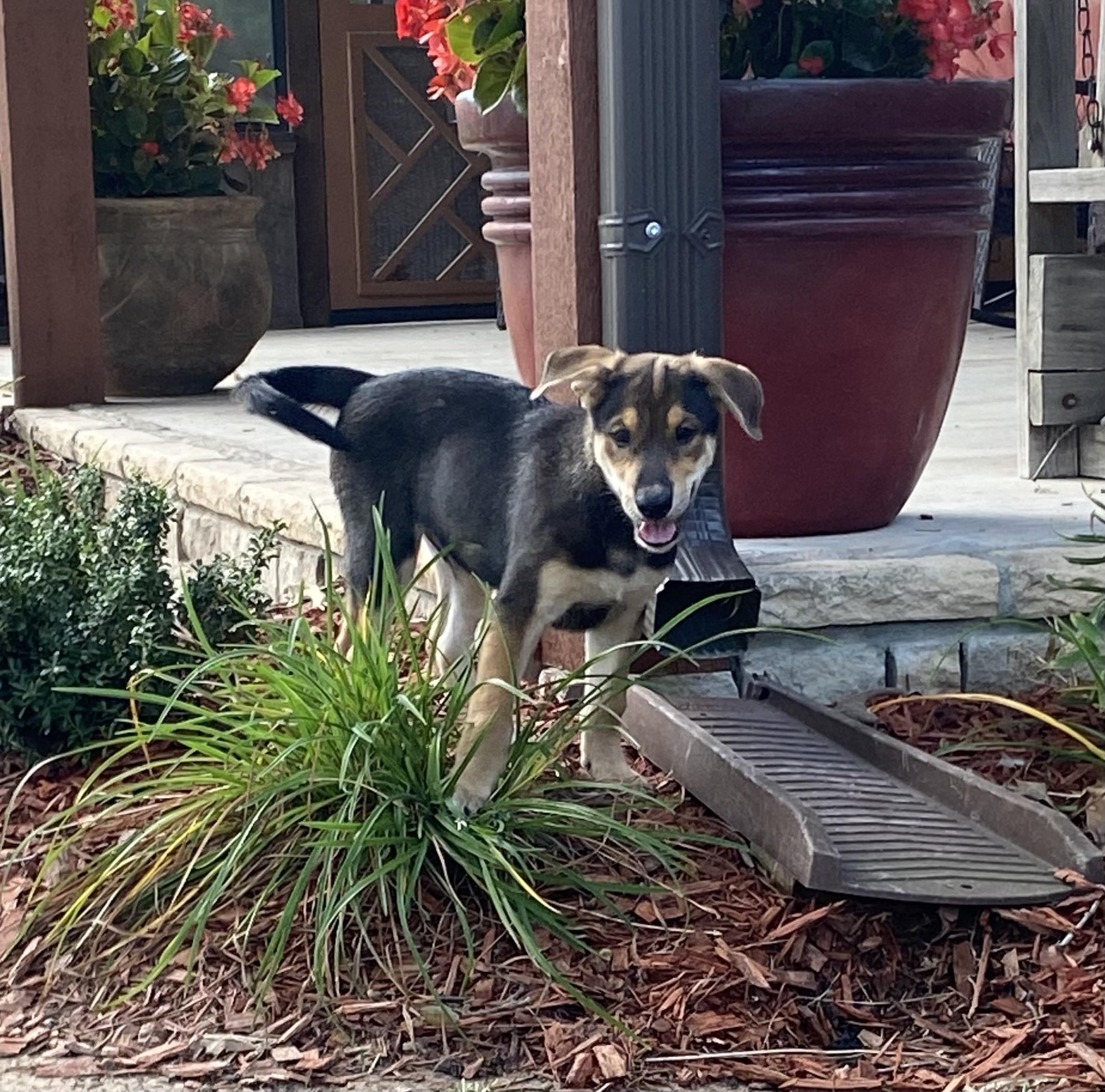 Woody, a ADOPTABLE mixed breed in Memphis, TN image 3/4