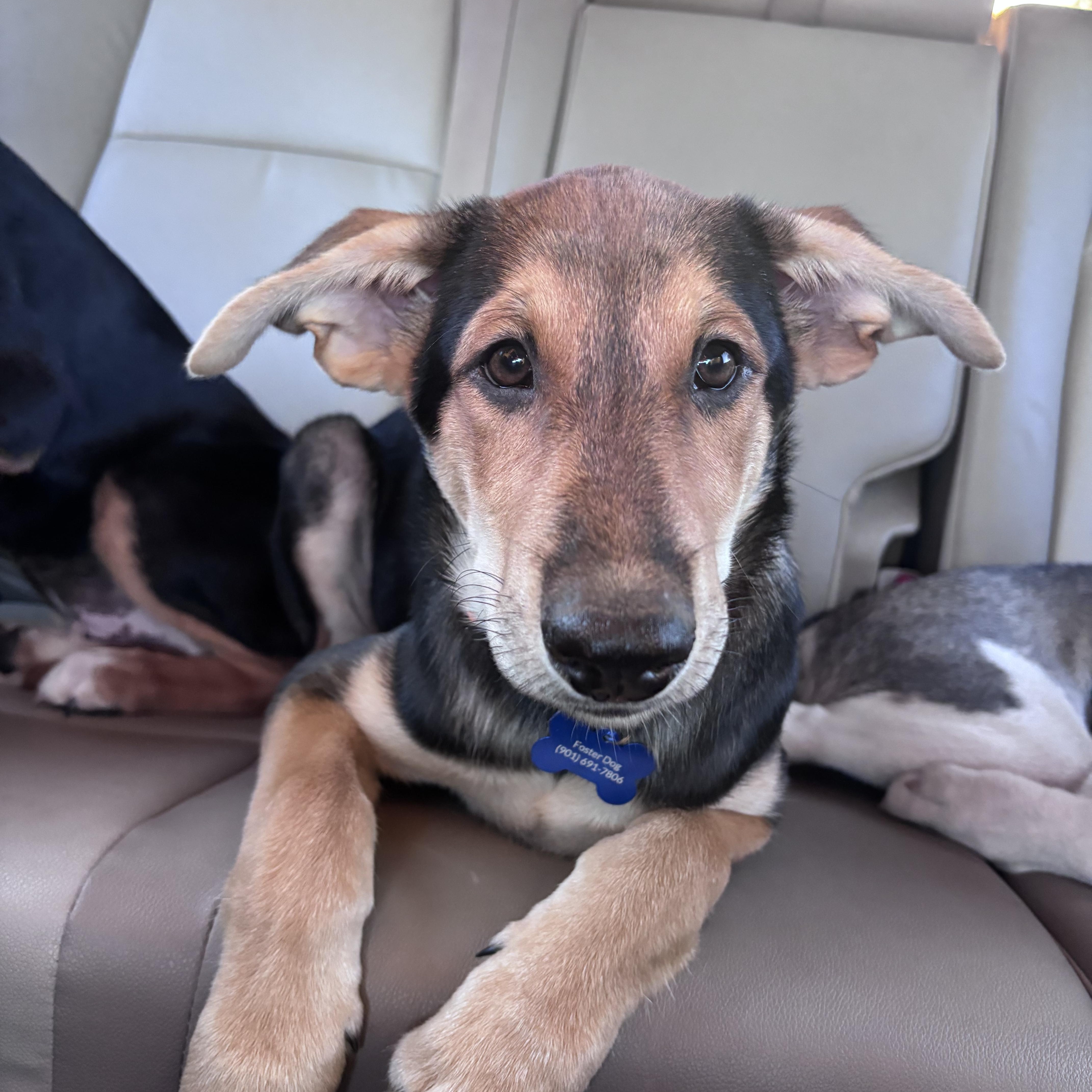 Woody, ADOPTABLE, Puppy Male Mixed Breed.