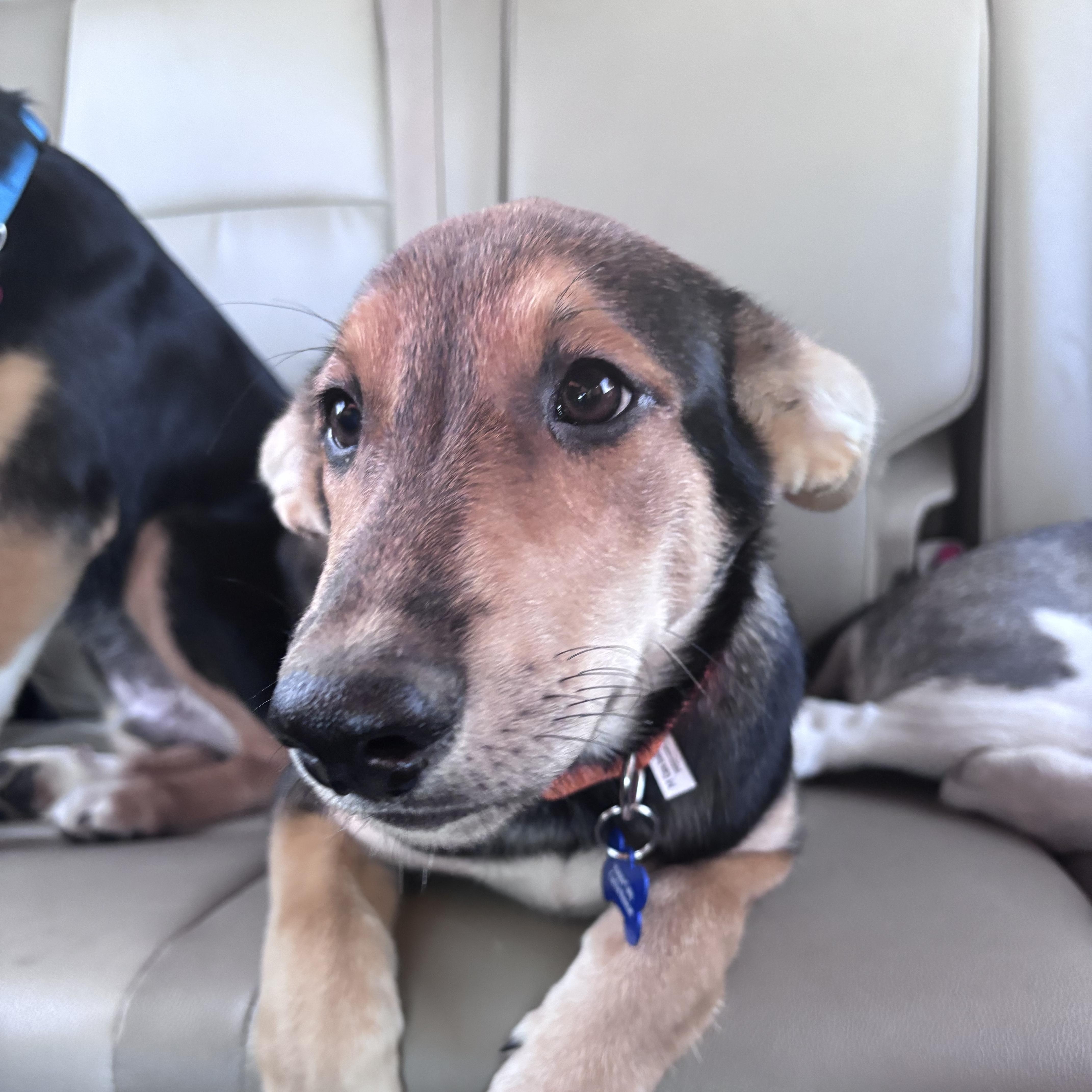 Woody, a ADOPTABLE mixed breed in Memphis, TN image 4/4