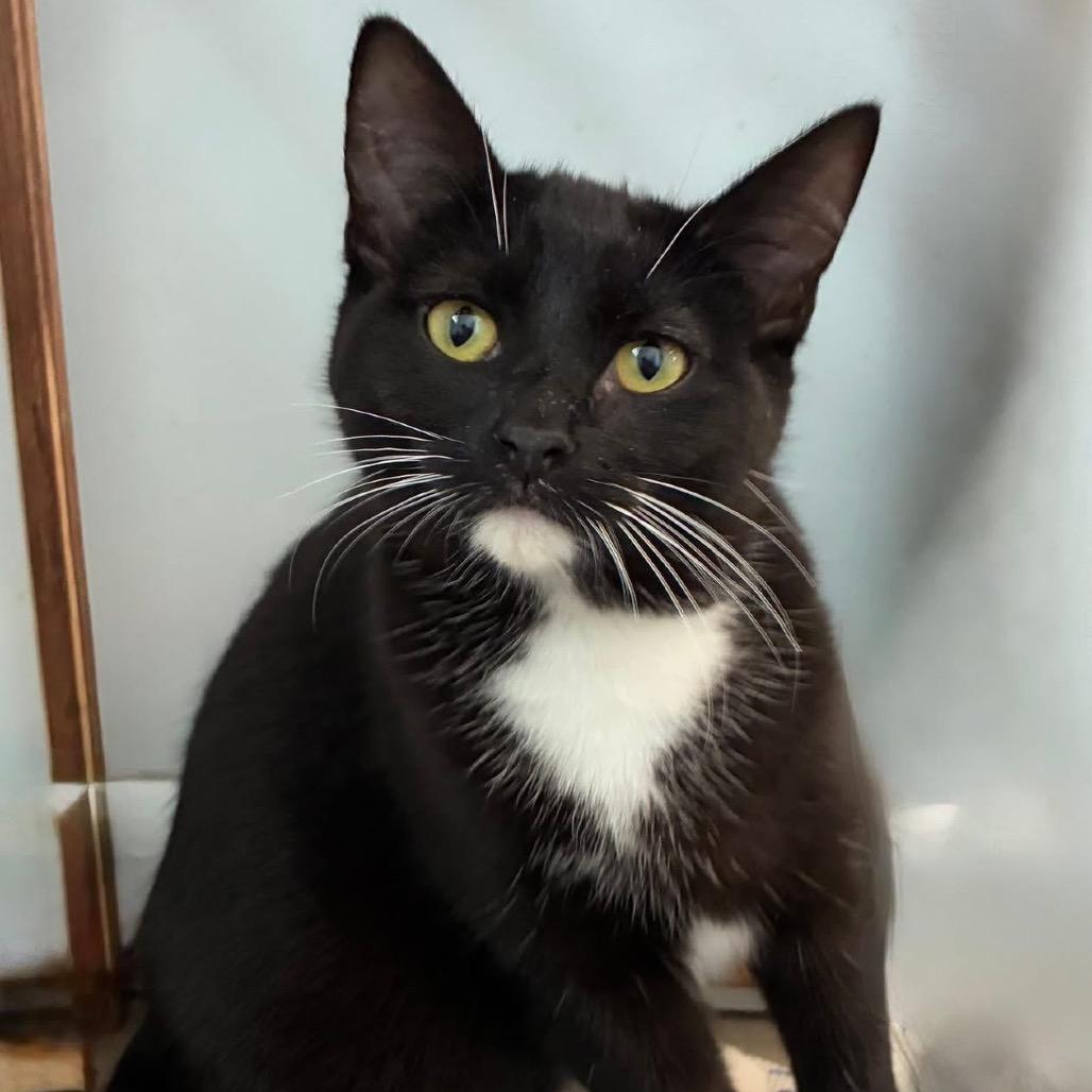Enlarge Duchess, a Adoptable Tuxedo in Richland, MI image 2/3