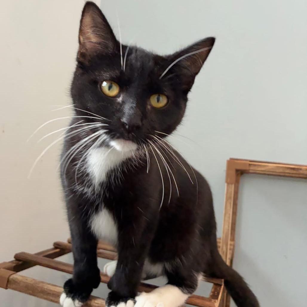 Duchess, Adoptable, Young Female Tuxedo.