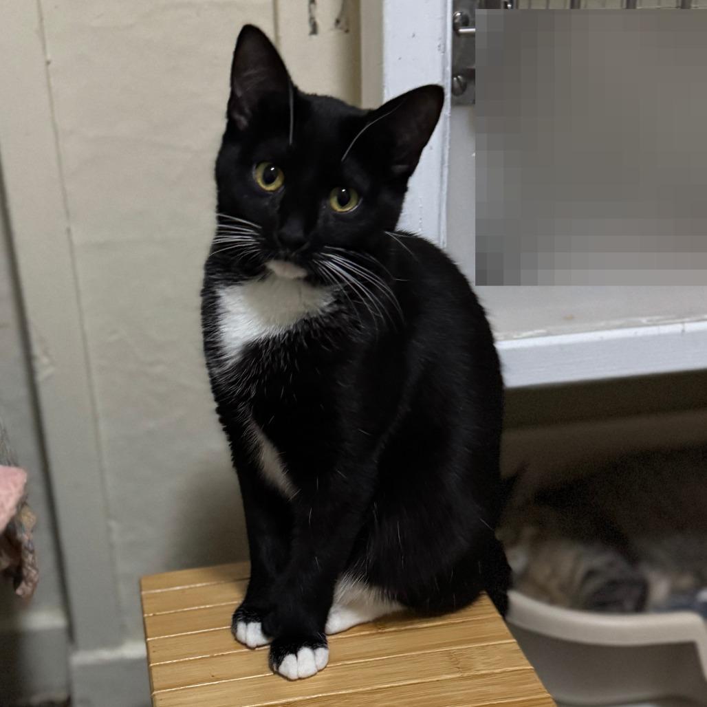 Enlarge Duchess, a Adoptable Tuxedo in Richland, MI image 3/3
