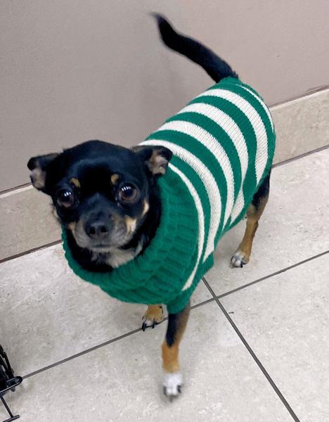 Aya Papaya, ADOPTABLE, Adult Female Chihuahua.