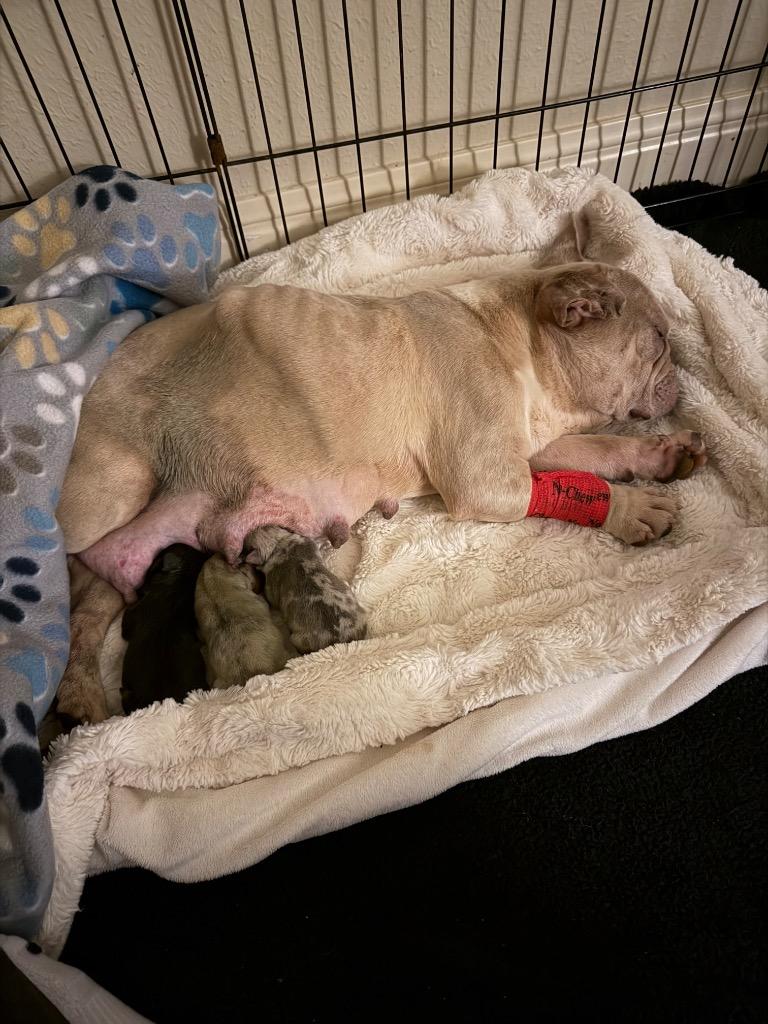 Carman, Adoptable, Young Female French Bulldog.