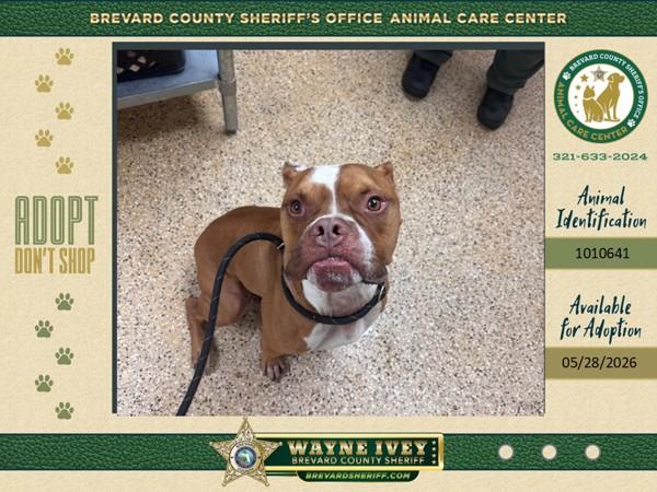 Bucky, Adoptable, Adult Male Mixed Breed.