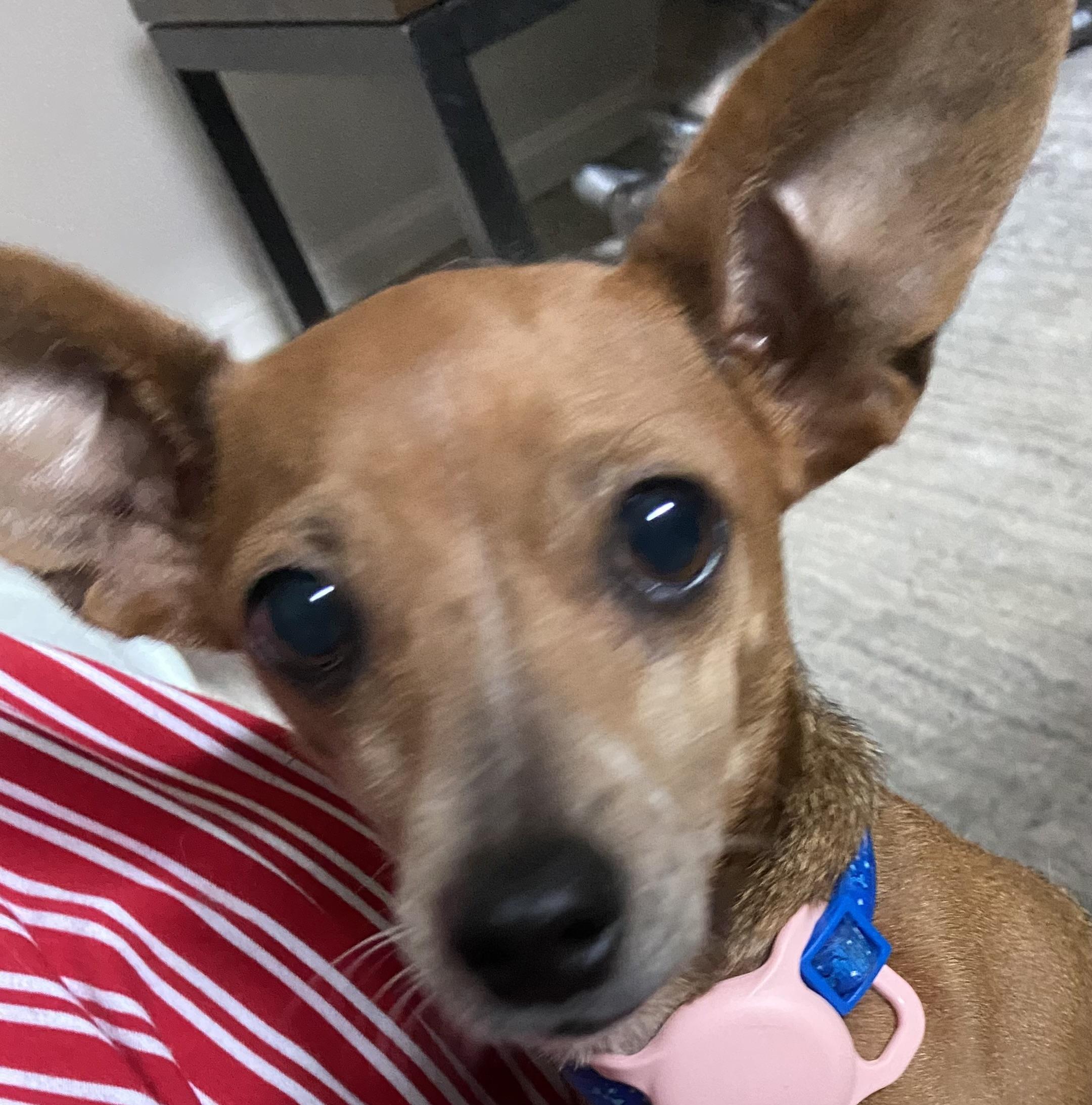 GiGi- 10lbs of pure love.  Good in apts