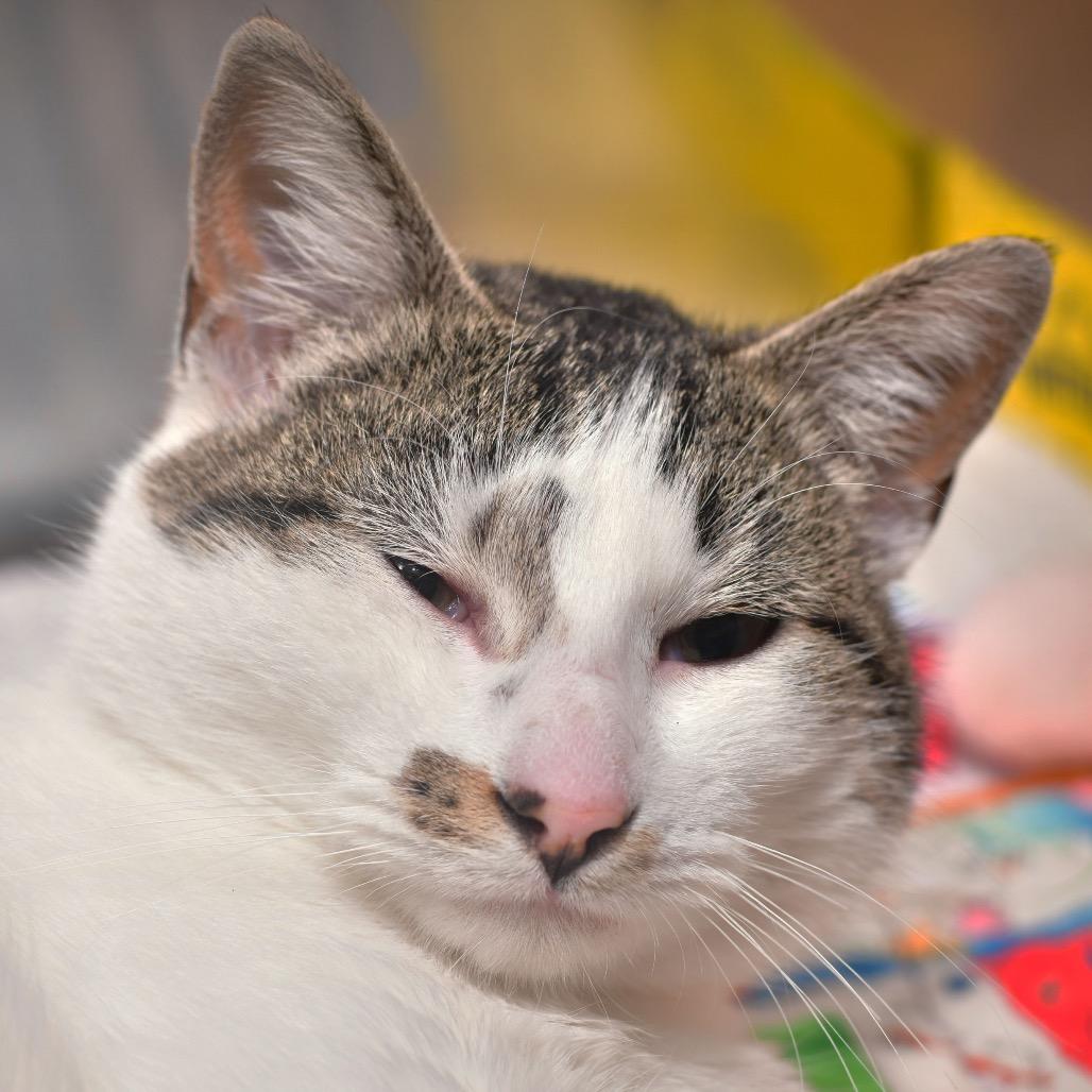 Enlarge Huntress, a Adoptable Domestic Short Hair in Ottawa, KS image 1/1