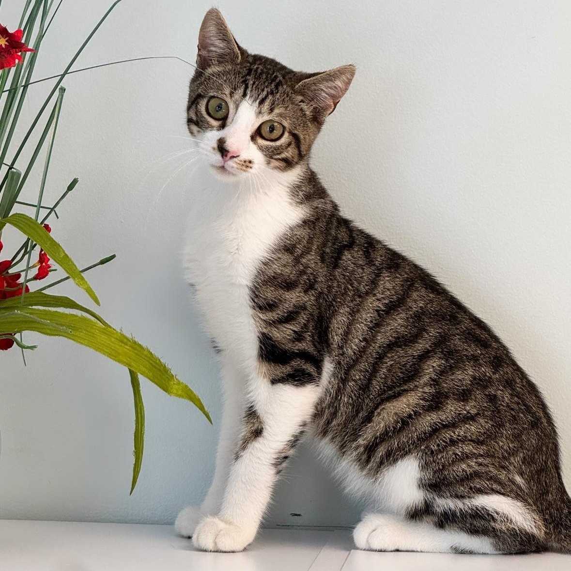 Jake, ADOPTABLE, Young Male Domestic Short Hair.