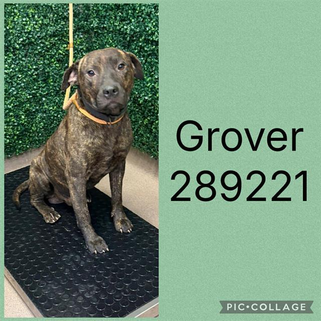 GROVER, Adoptable, Young Male Mixed Breed.