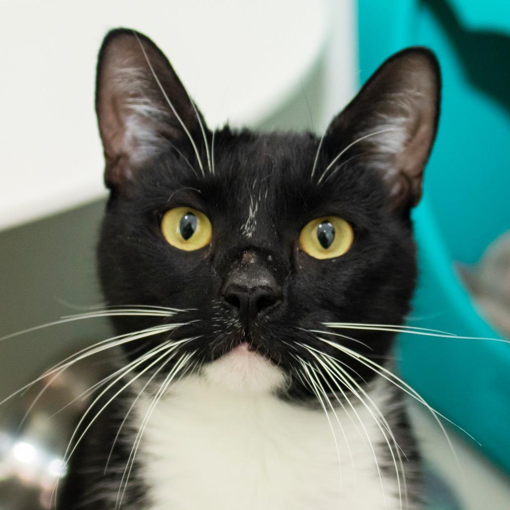 Wade, Adoptable, Adult Male Domestic Short Hair.