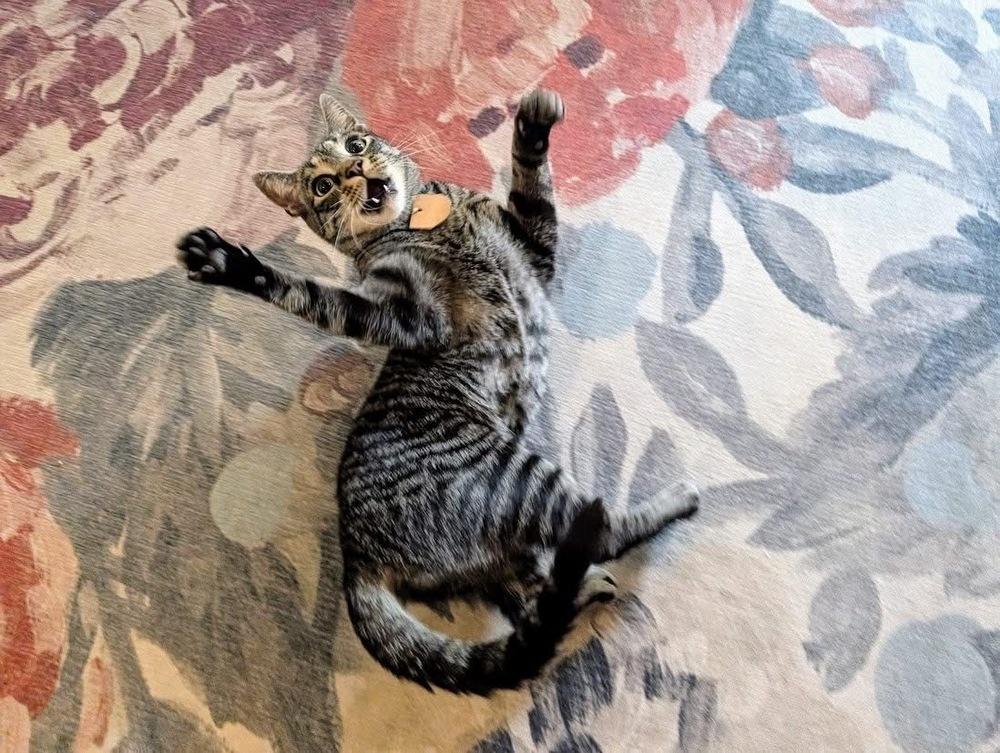 Itty Bitty, a Adoptable Domestic Short Hair in Lewisburg, PA image 1/5