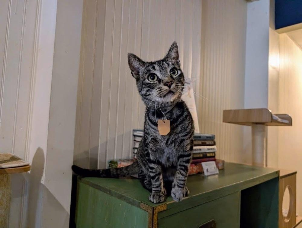 Itty Bitty, a Adoptable Domestic Short Hair in Lewisburg, PA image 4/5
