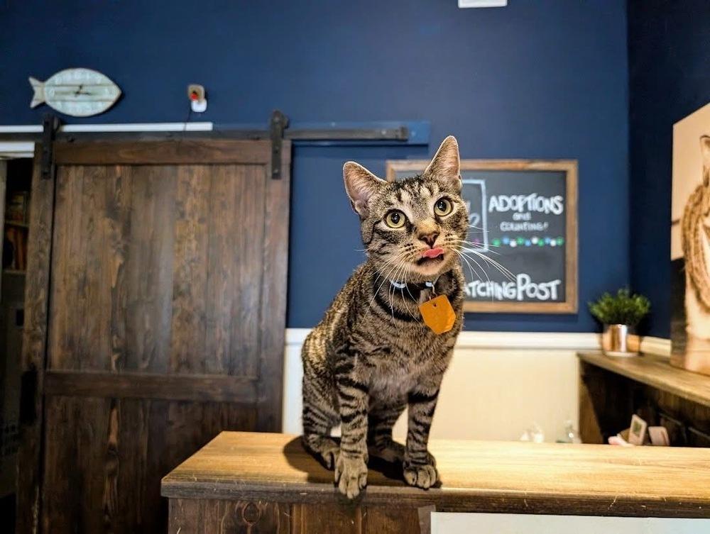 Itty Bitty, a Adoptable Domestic Short Hair in Lewisburg, PA image 5/5