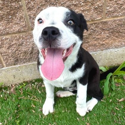Apple Jack, adopted, Young Male Australian Shepherd.