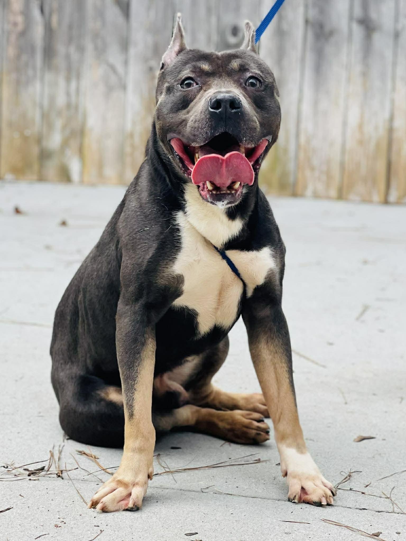 Enlarge AC-4606 "Mr.Taco", a ADOPTABLE mixed breed in Conyers, GA image 1/1