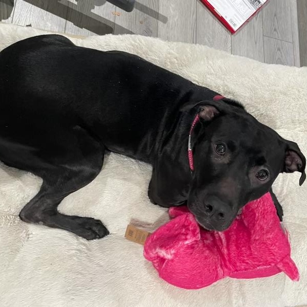 Enlarge Blanca, a Adoptable mixed breed in Newfoundland, NJ image 3/5