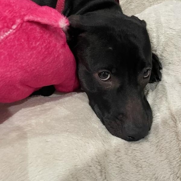 Enlarge Blanca, a Adoptable mixed breed in Newfoundland, NJ image 1/5