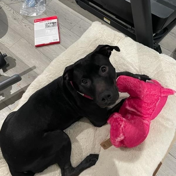 Enlarge Blanca, a Adoptable mixed breed in Newfoundland, NJ image 4/5