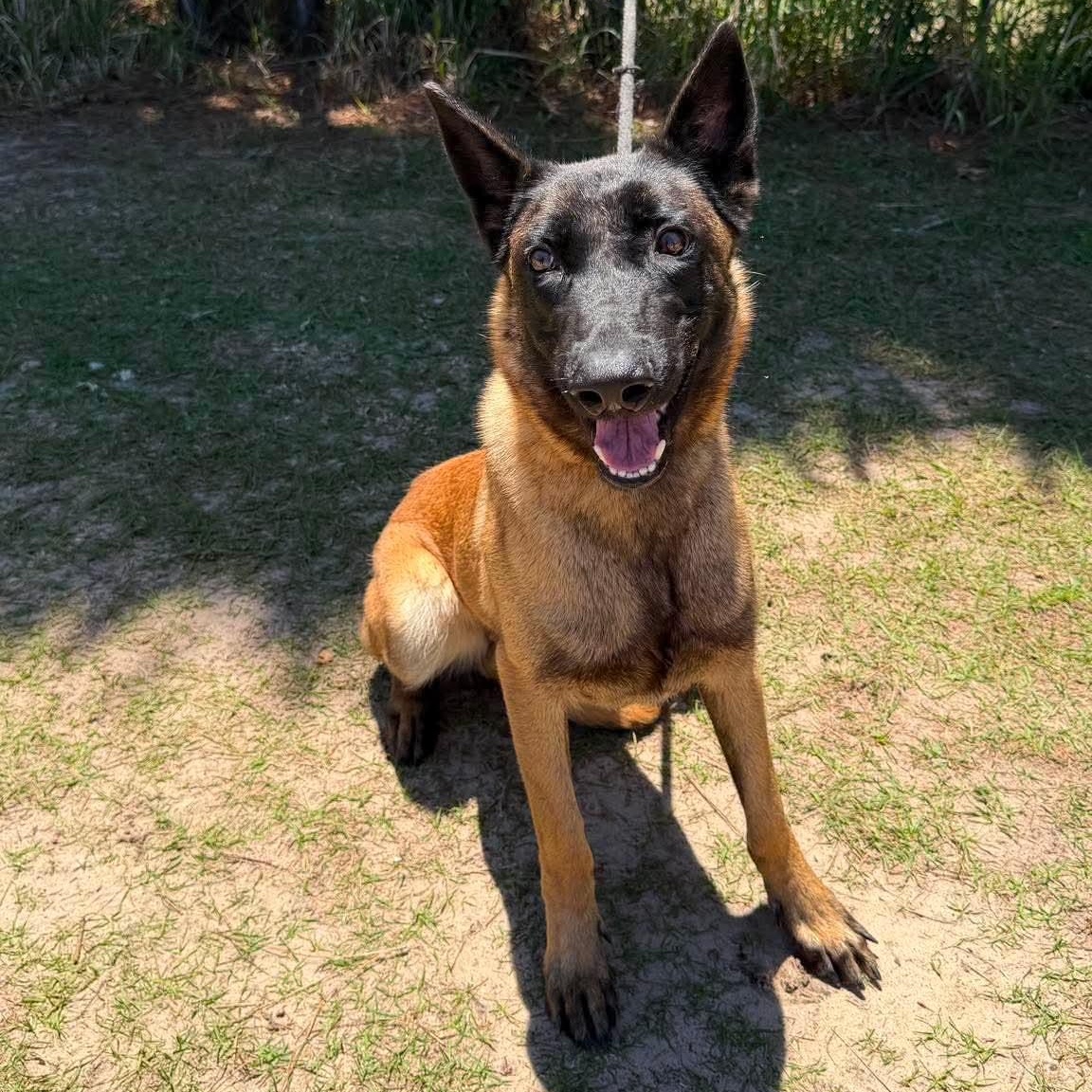 Melody, Adoptable, Young Female Belgian Shepherd / Malinois.