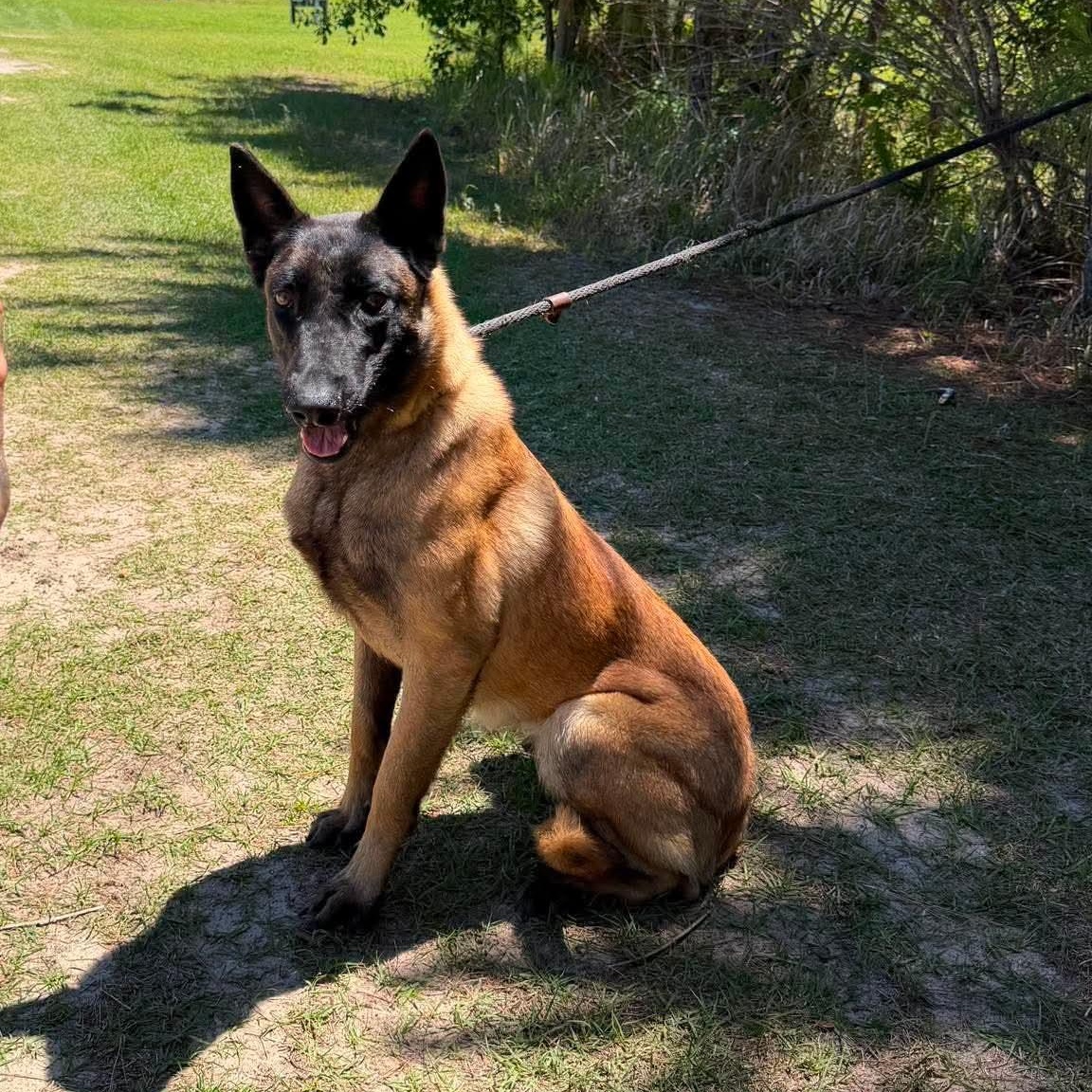Melody, a Adoptable Belgian Shepherd / Malinois in Sand Lake, MI image 6/6