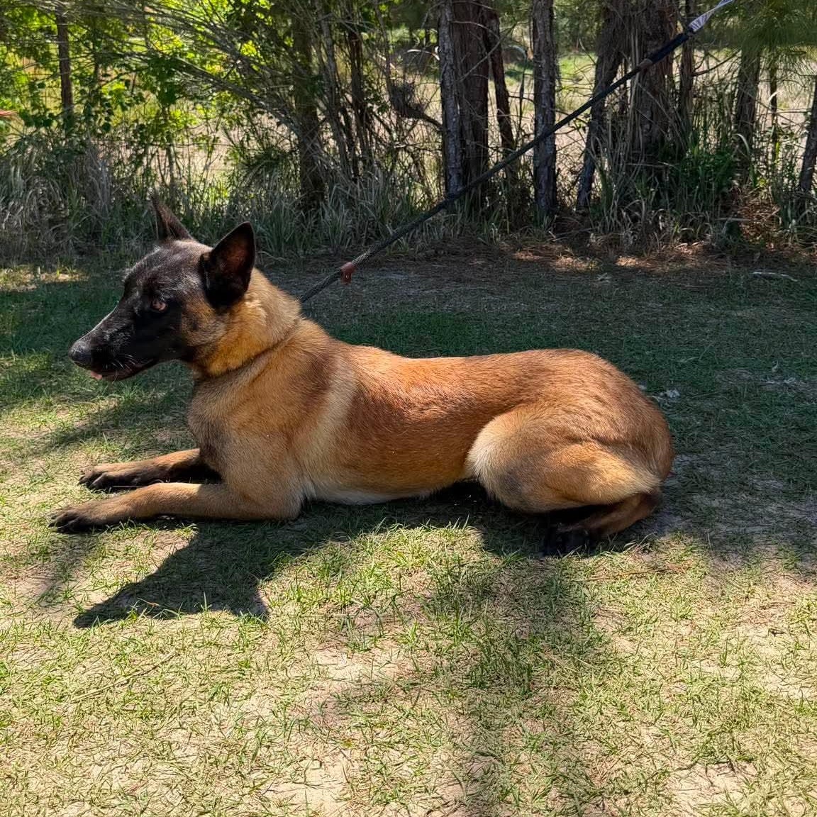 Melody, a Adoptable Belgian Shepherd / Malinois in Sand Lake, MI image 3/6