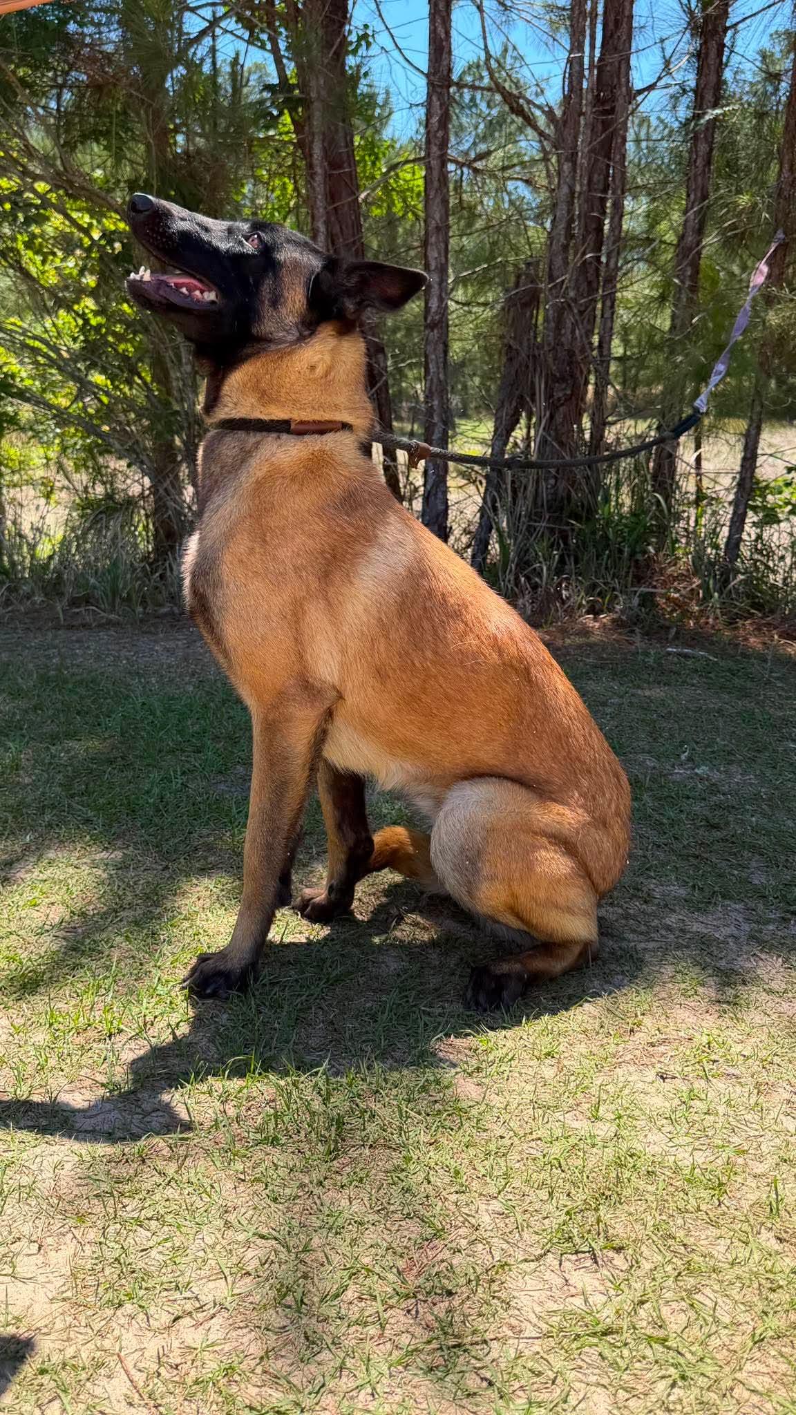 Melody, a Adoptable Belgian Shepherd / Malinois in Sand Lake, MI image 4/6
