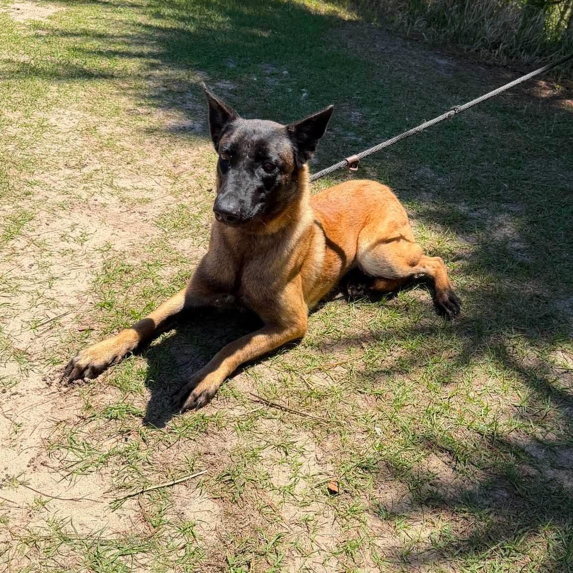 Melody, a Adoptable Belgian Shepherd / Malinois in Sand Lake, MI image 5/6