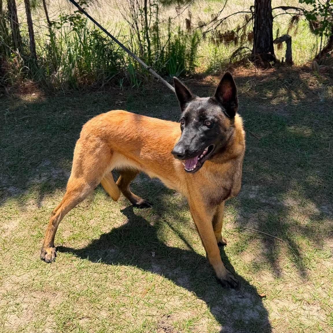 Melody, a Adoptable Belgian Shepherd / Malinois in Sand Lake, MI image 2/6