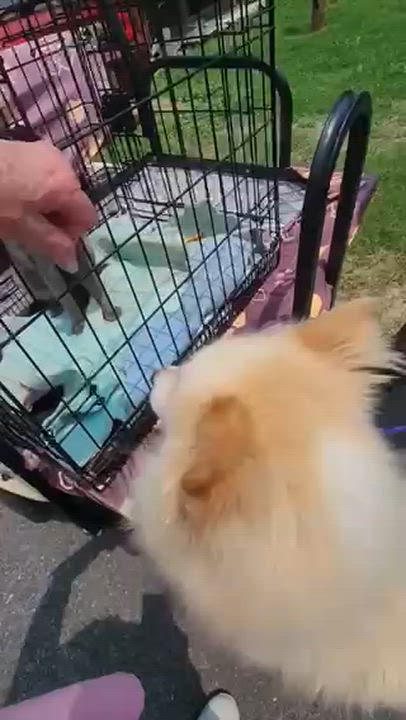 Enlarge Thor, a ADOPTABLE mixed breed in Manhasset, NY video 3/6