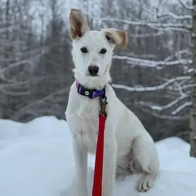 Ace, a ADOPTABLE Husky in Chugiak, AK image 4/4