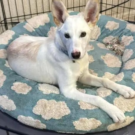 Ace, a ADOPTABLE Husky in Chugiak, AK image 3/4