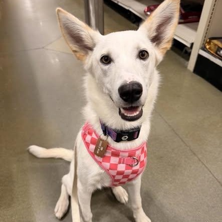 Ace, a ADOPTABLE Husky in Chugiak, AK image 1/4