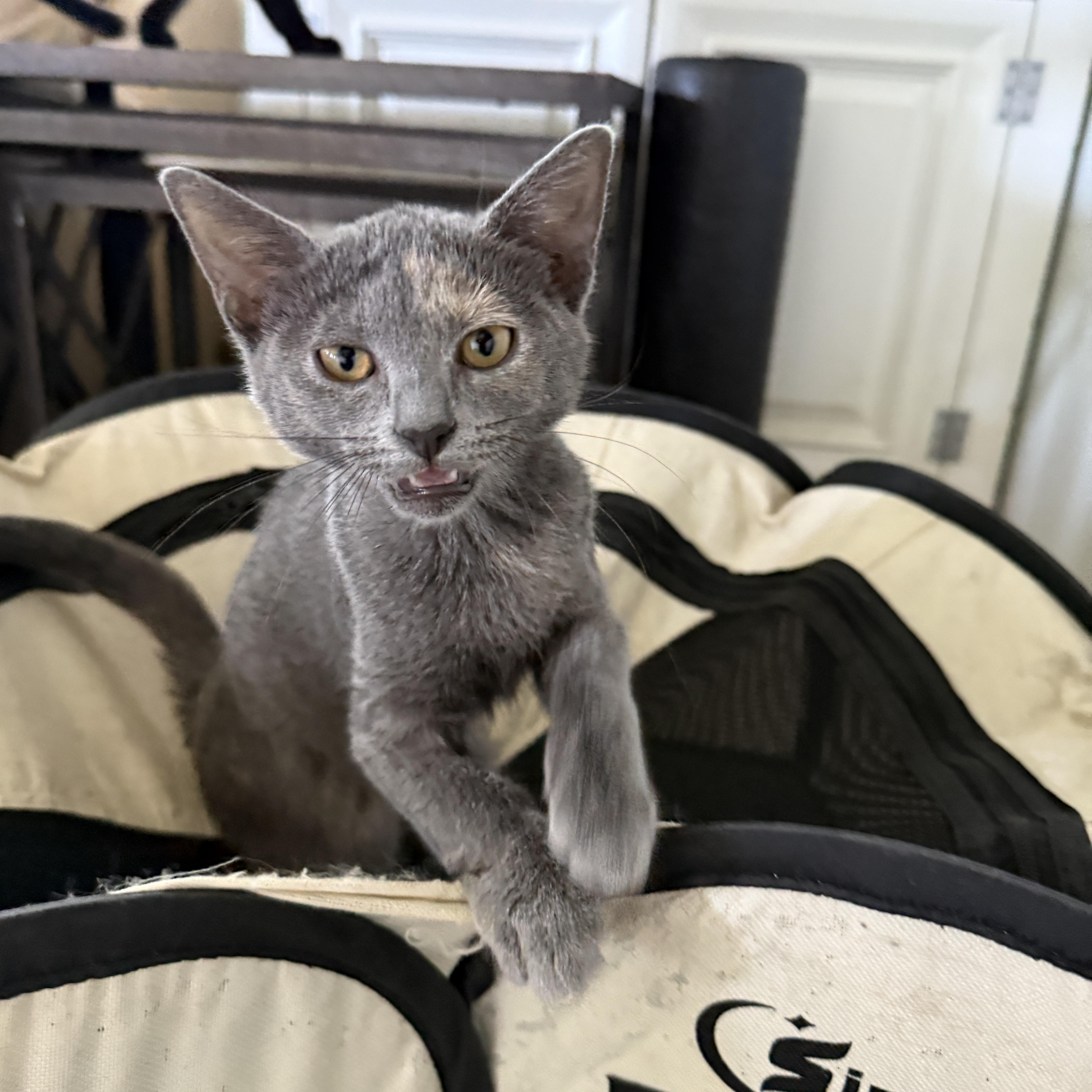 Enlarge Lucy, a Adoptable Dilute Tortoiseshell in East Boston , MA image 5/6