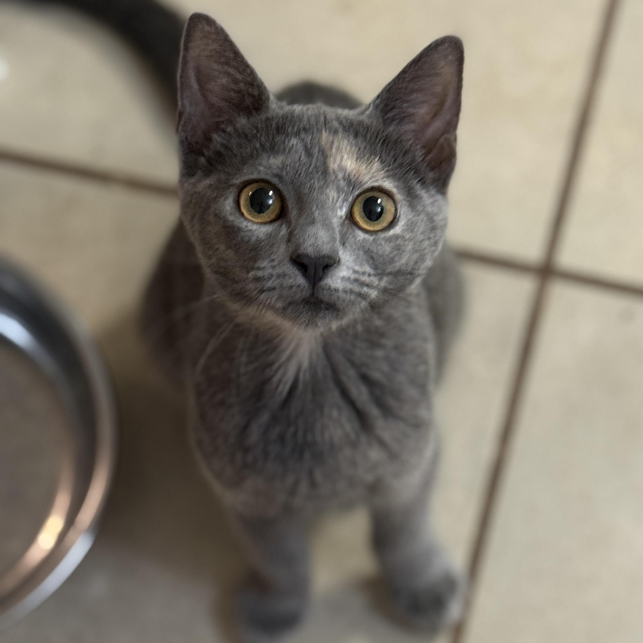 Enlarge Lucy, a Adoptable Dilute Tortoiseshell in East Boston , MA image 1/6