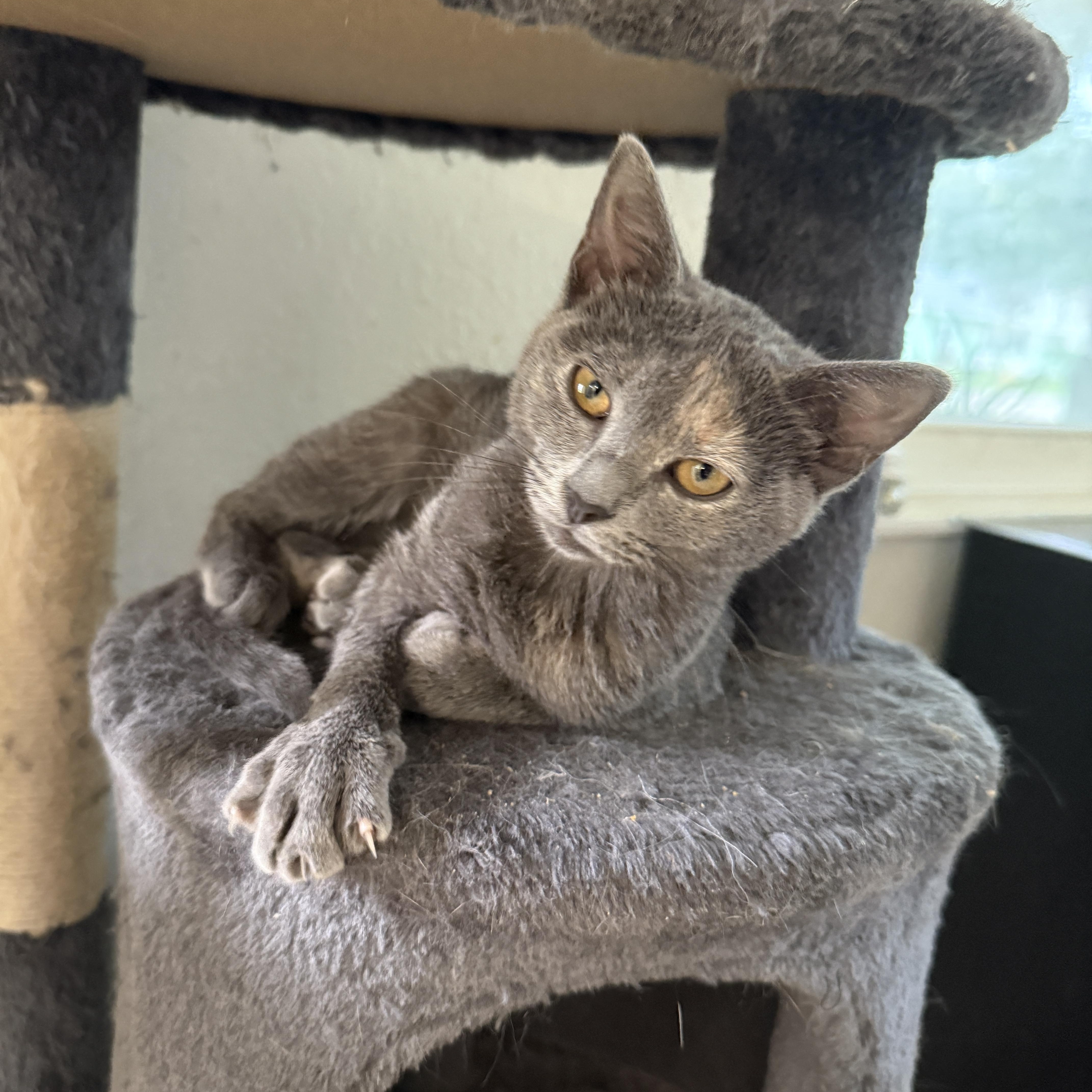Enlarge Lucy, a Adoptable Dilute Tortoiseshell in East Boston , MA image 6/6