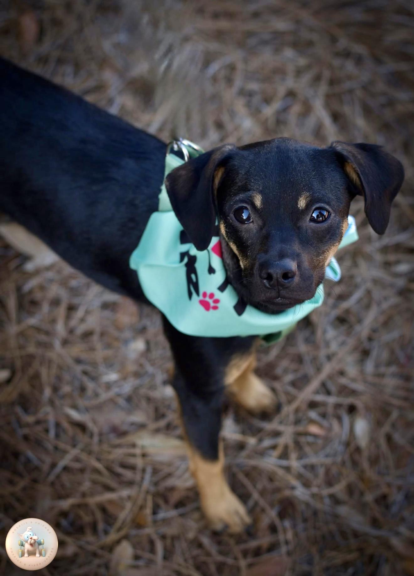 Enlarge Ethel, a Adoptable mixed breed in Milton, FL image 3/3