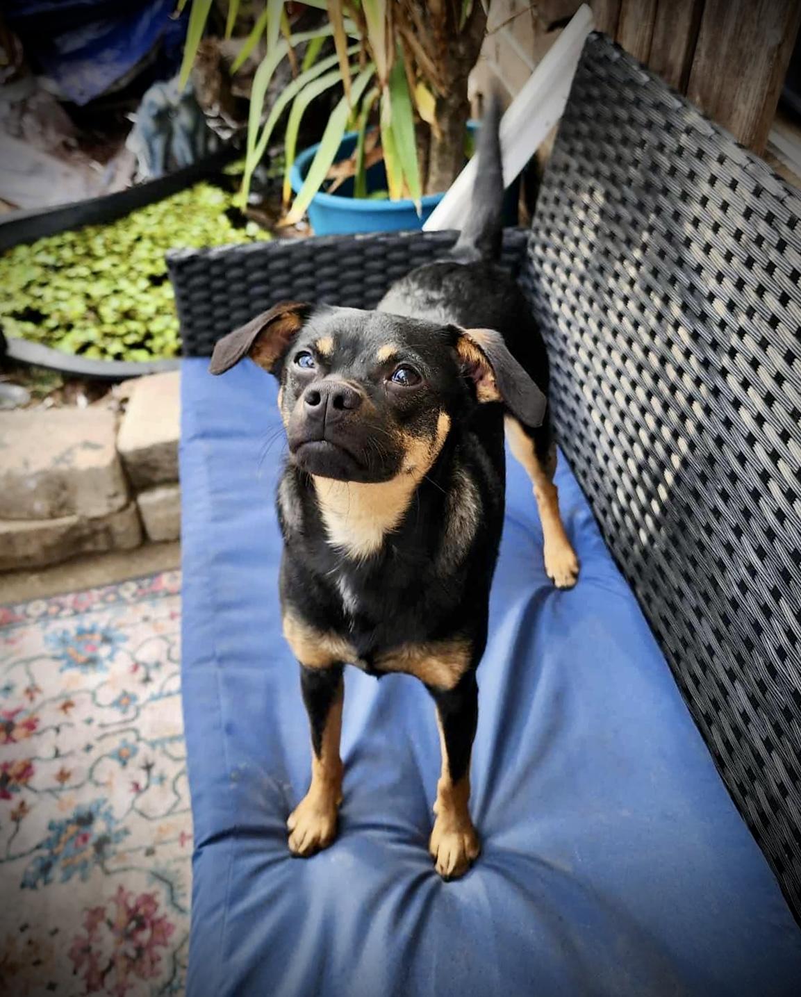 Enlarge Ethel, a Adoptable mixed breed in Milton, FL image 1/5