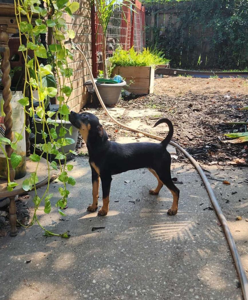 Ethel, Adoptable, Puppy Female Chihuahua & Dachshund.