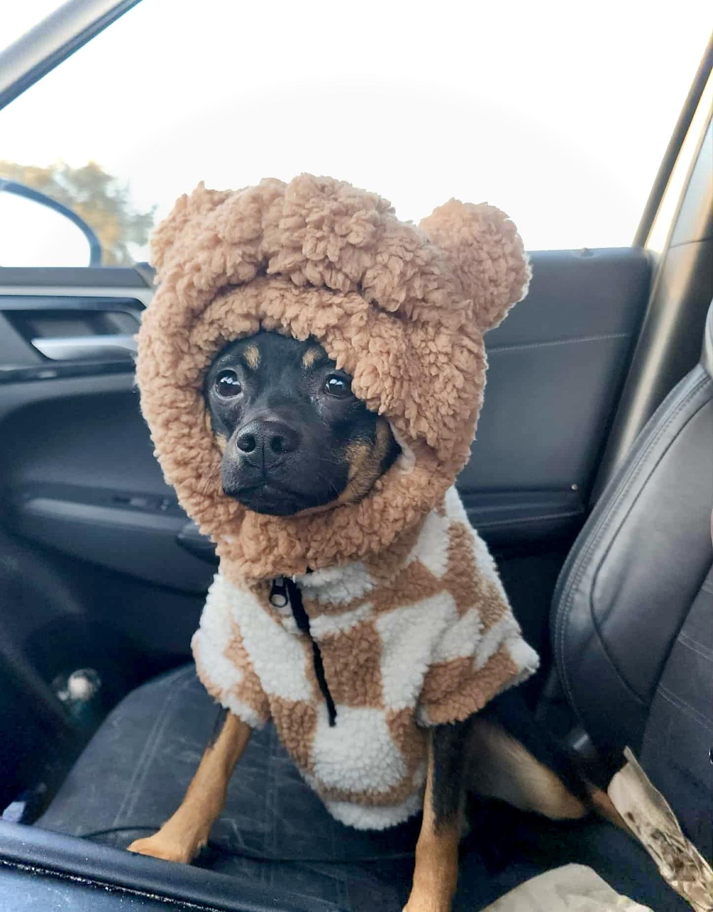 Enlarge Ethel, a Adoptable mixed breed in Milton, FL image 4/5